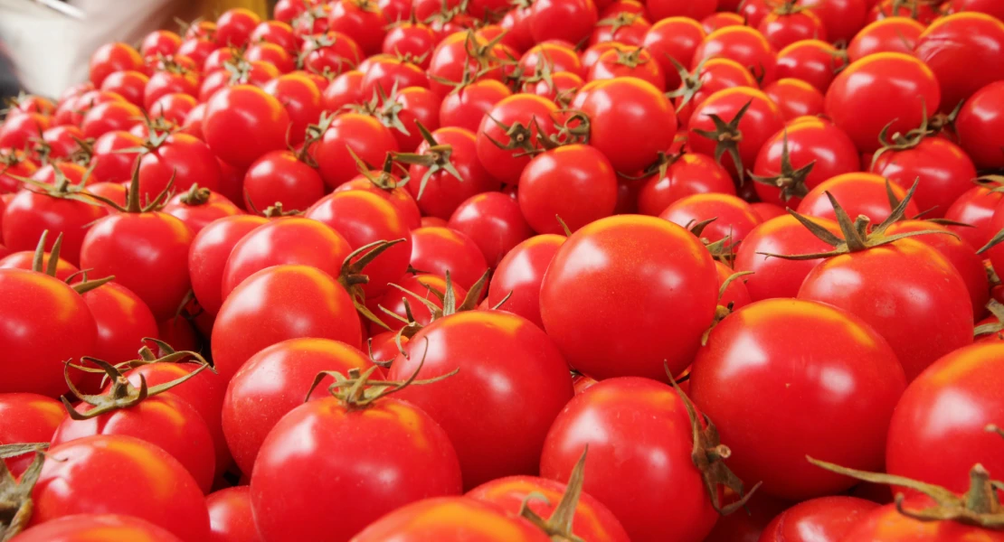 La campaña de tomate para industria cae hasta un 11% en Extremadura