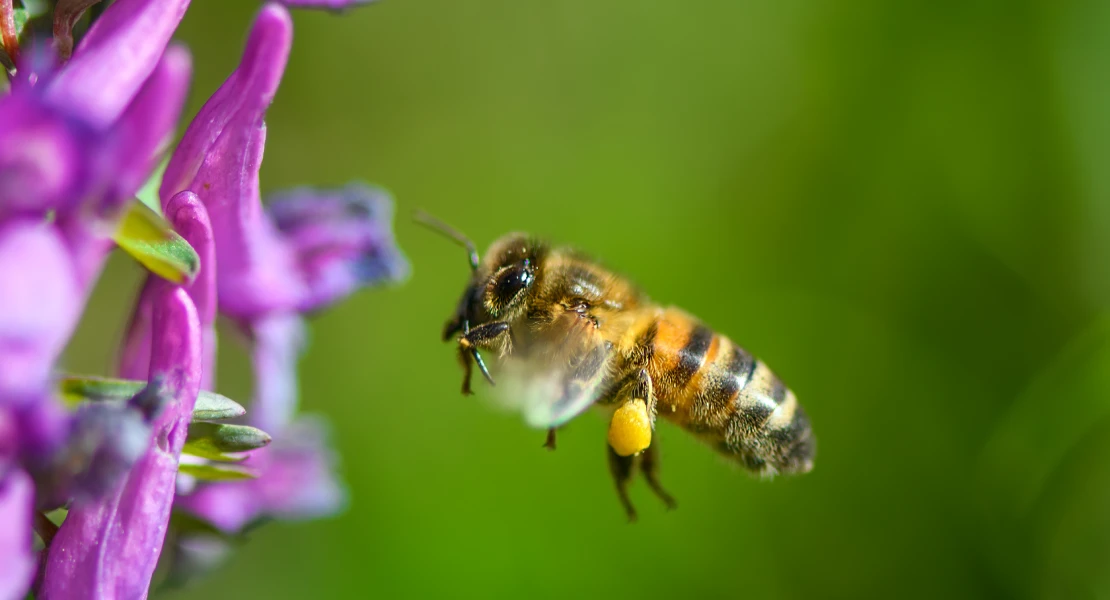 España busca recuperar 65 km de ríos y más de 3.000 km² de ecosistemas forestales antes de 2030