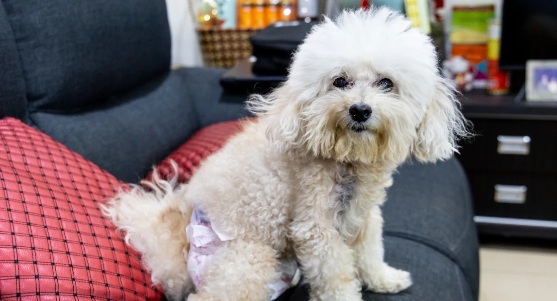 PACMA exige terminar con las cláusulas 'anti-mascotas' en los contratos de alquiler