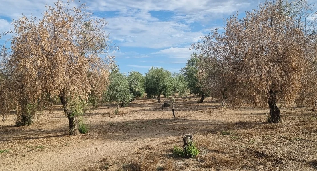 El cambio climático podría cambiar el mapa de una enfermedad de los olivares