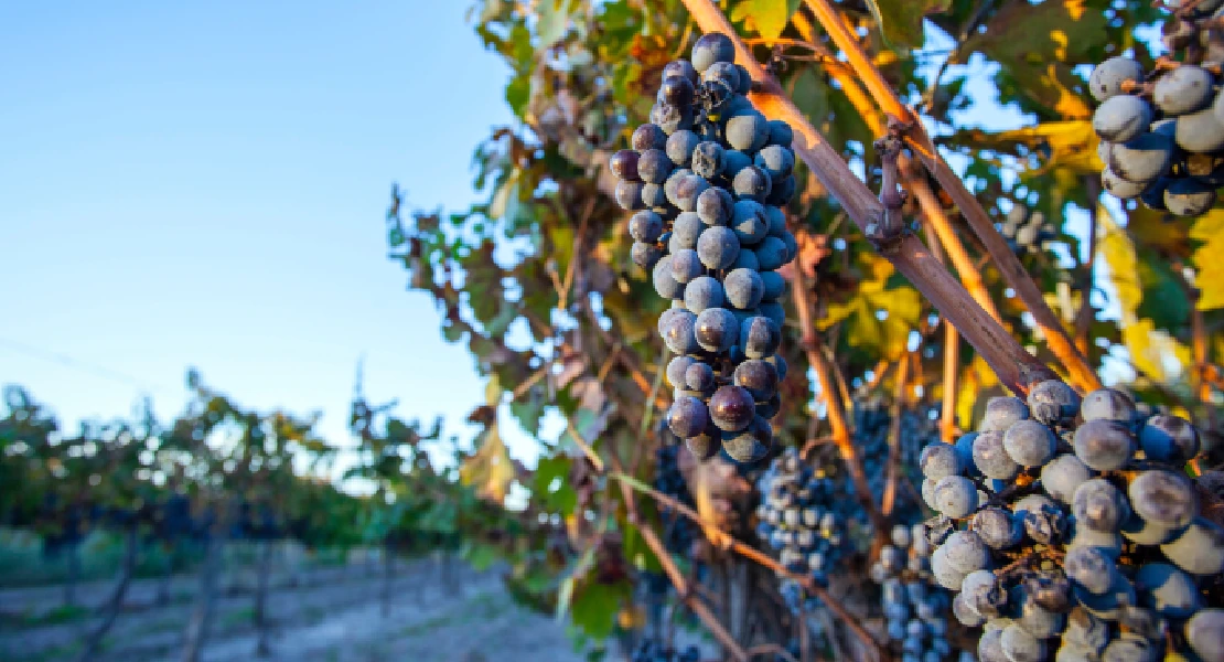 Somos Cáceres pide un plan de arranque de viñedo por los bajos precios