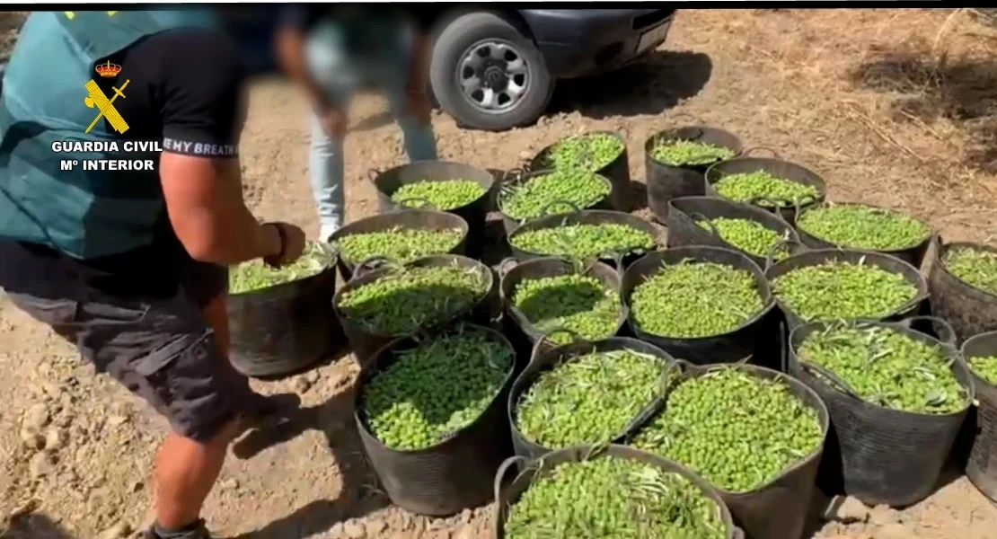 Dispositivo con drones y helicópteros para la campaña de la aceituna en Extremadura