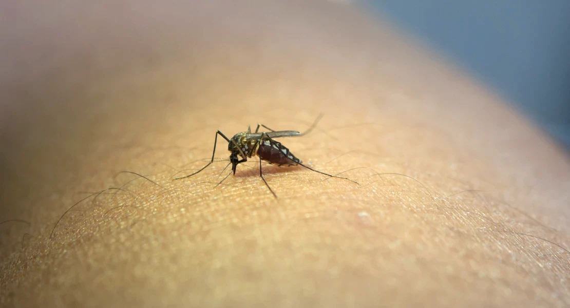 Siguen aumentando los casos de fiebre del Nilo en Extremadura: el SES confirma tres nuevos