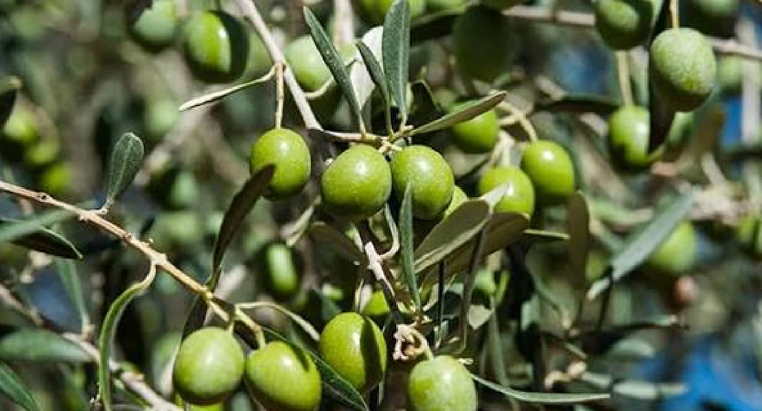 UPA-UCE pide controles por los precios de la aceituna de mesa