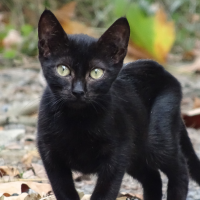 Extremadura activa una campaña para frenar el abandono de camadas de gatos