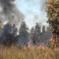 Incendio forestal junto a Valdebotoa: Bomberos de Badajoz trabajan en la extinción