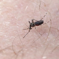 Nuevas confirmaciones de casos de fiebre del Nilo Occidental en Extremadura