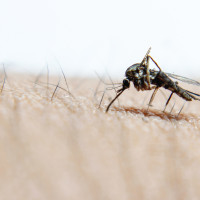 Nuevos casos del virus del Nilo en Extremadura: tres mujeres y un hombre contagiados
