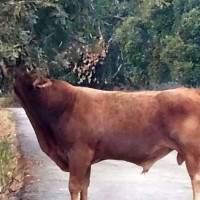 Advierten del peligro del ganado suelto tras ser embestida una vecina de Perales del Puerto