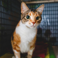 Reclaman un programa de gestión felina ante la situación de la protectora de Herrera del Duque