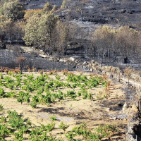 Nace una plataforma orientada a reivindicar el valor del viñedo sostenible en Gredos