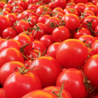 La campaña de tomate para industria cae hasta un 11% en Extremadura