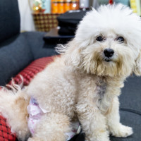 PACMA exige terminar con las cláusulas 'anti-mascotas' en los contratos de alquiler