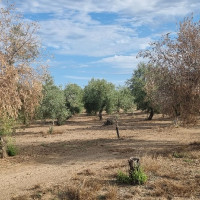 El cambio climático podría cambiar el mapa de una enfermedad de los olivares