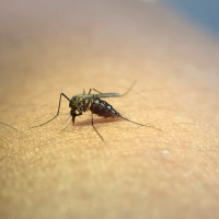 Siguen aumentando los casos de fiebre del Nilo en Extremadura: el SES confirma tres nuevos