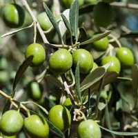 UPA-UCE pide controles por los precios de la aceituna de mesa