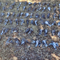 La Guardia Civil actúa contra la caza ilegal de tórtolas en Extremadura