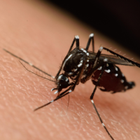 Dos nuevos casos de fiebre del Nilo Occidental en Extremadura