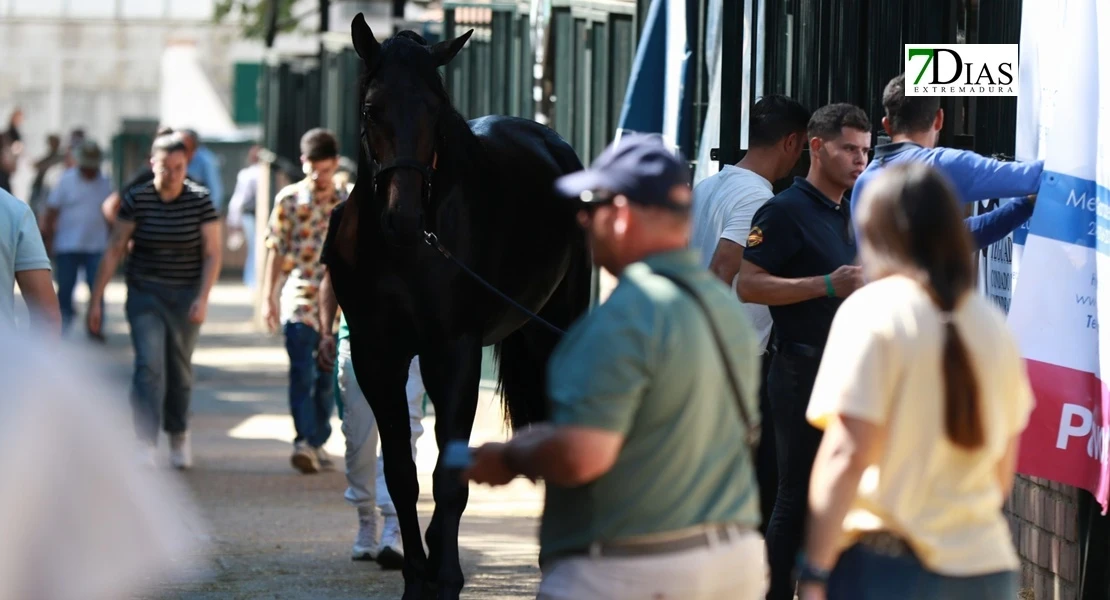 CSIF denuncia que el Ayto. de Zafra afronta la Feria Ganadera sin pagar a sus empleados la anterior