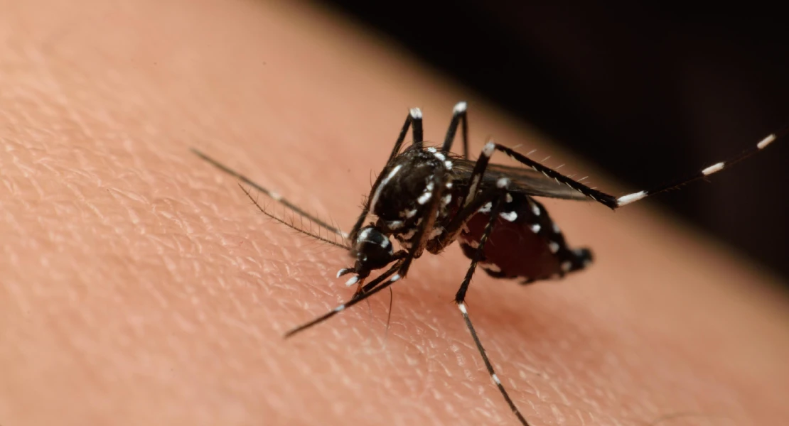 Dos nuevos casos de fiebre del Nilo Occidental en Extremadura
