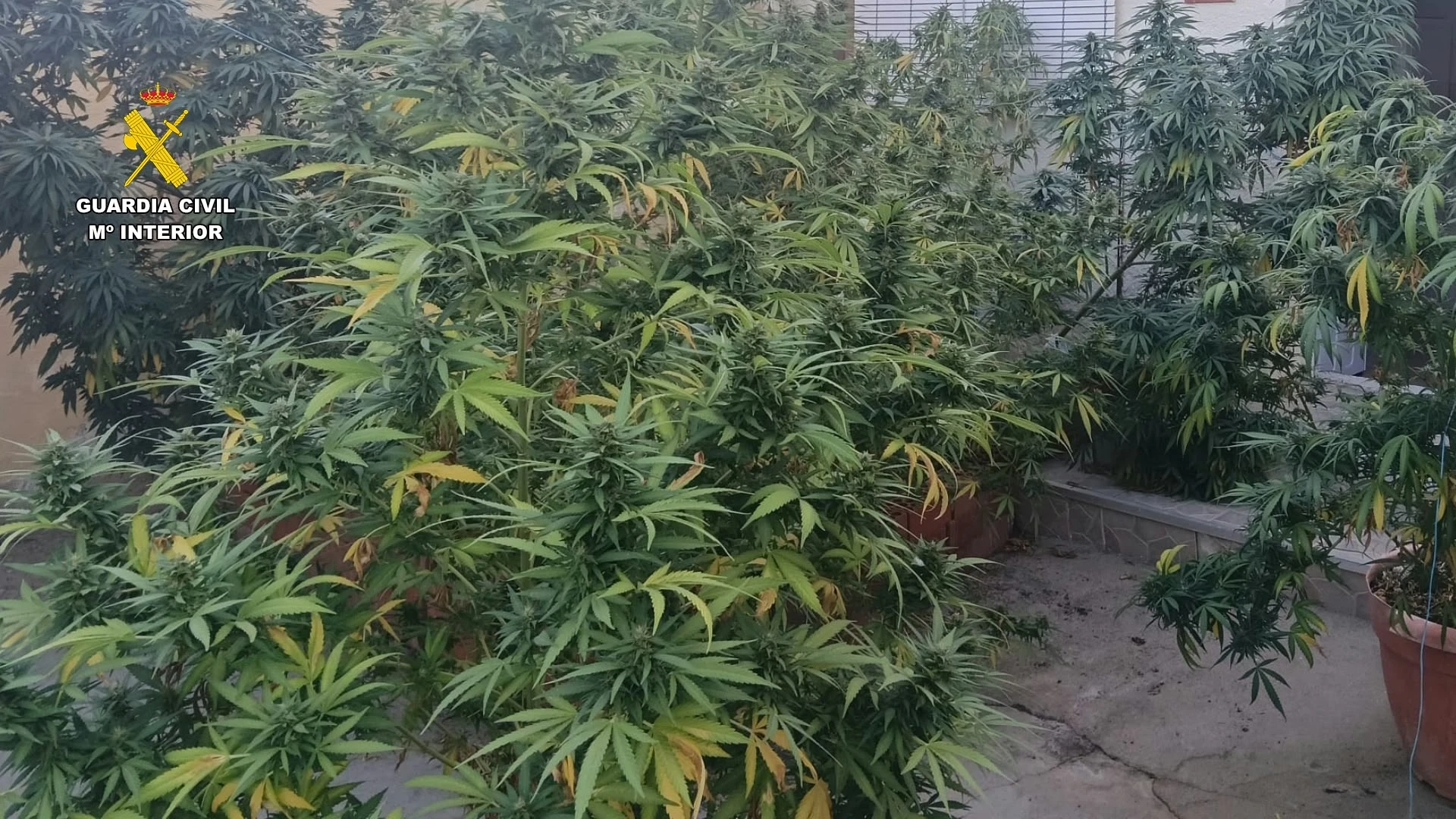 Varios detenidos por cultivar marihuana en una vivienda de la provincia de Cáceres