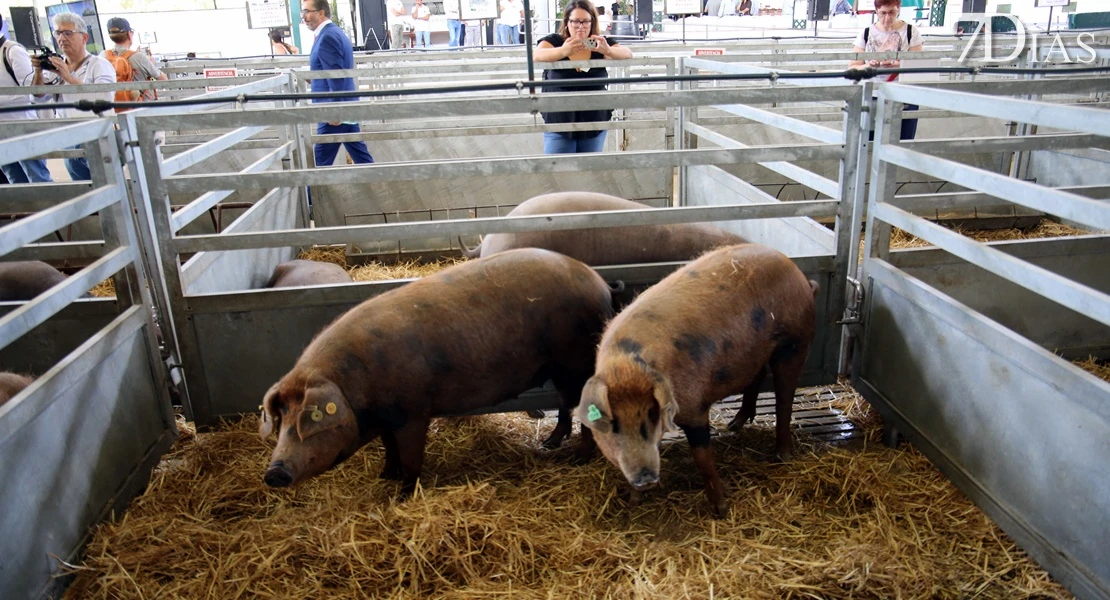 Zafra vuelve a ser el epicentro del sector ganadero: conoce todos los detalles de su feria