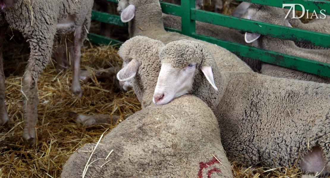 Zafra vuelve a ser el epicentro del sector ganadero: conoce todos los detalles de su feria