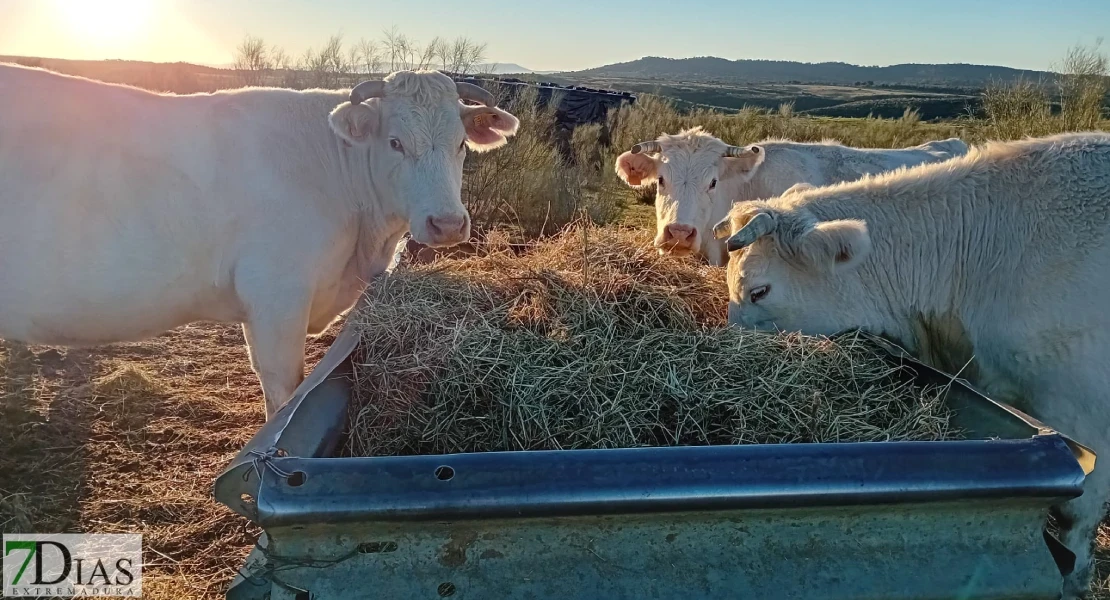 La Junta aclara que el  positivo de brucelosis en Alburquerque no es un nuevo foco