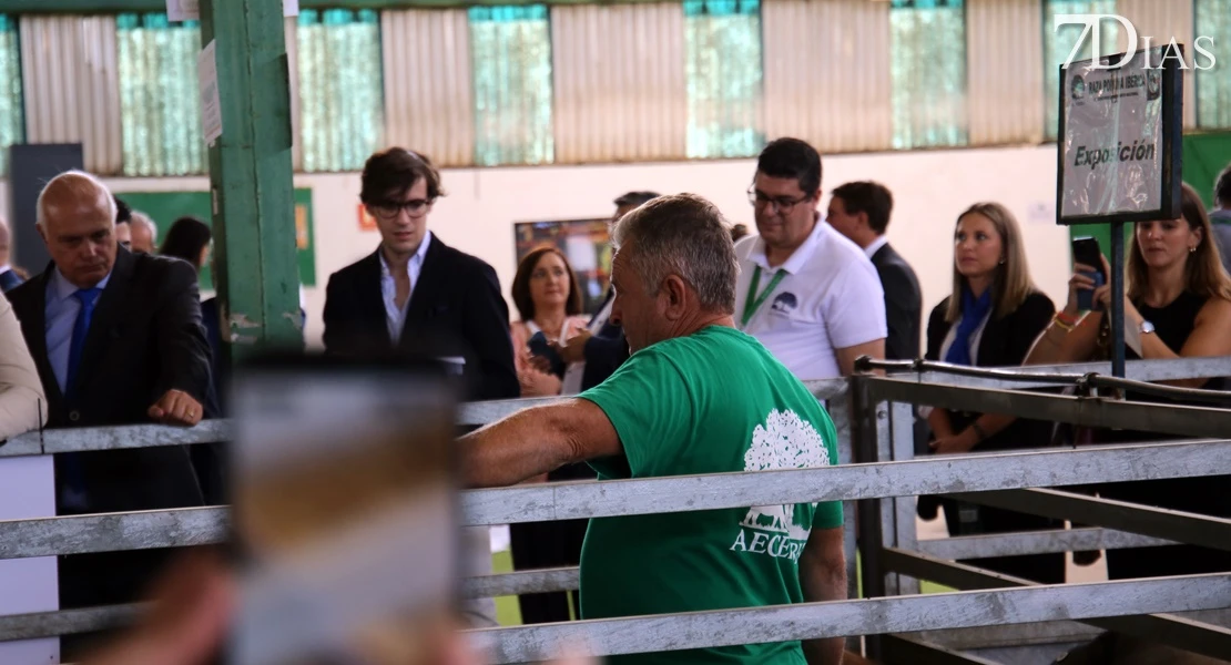 Zafra vuelve a ser el epicentro del sector ganadero: conoce todos los detalles de su feria