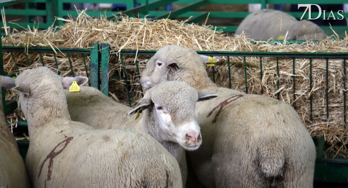 Zafra vuelve a ser el epicentro del sector ganadero: conoce todos los detalles de su feria