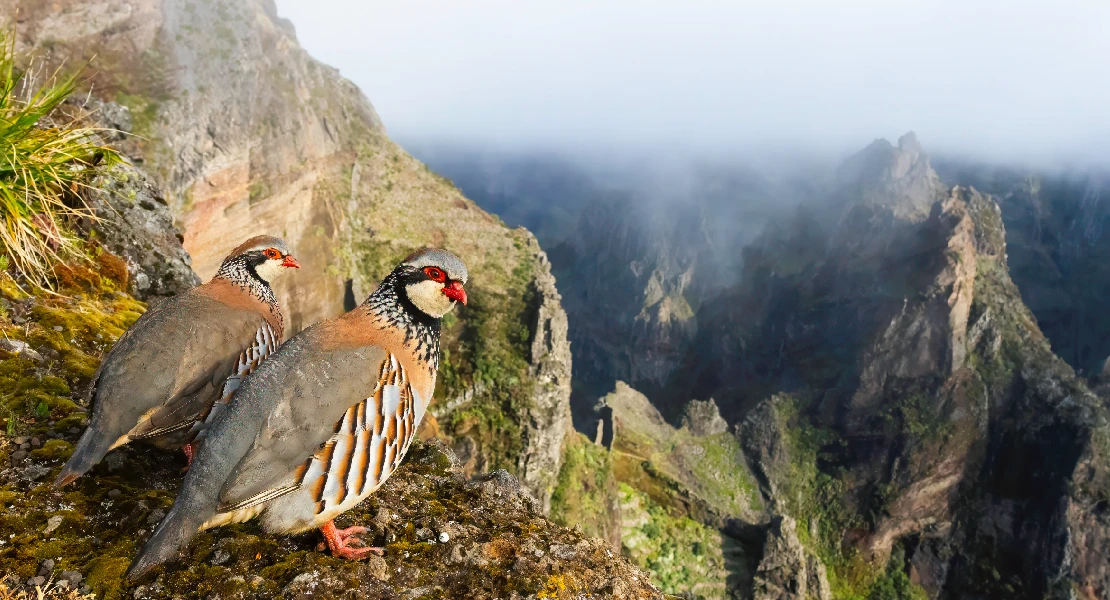 FIO convoca una nueva edición de su concurso internacional de fotografía de aves