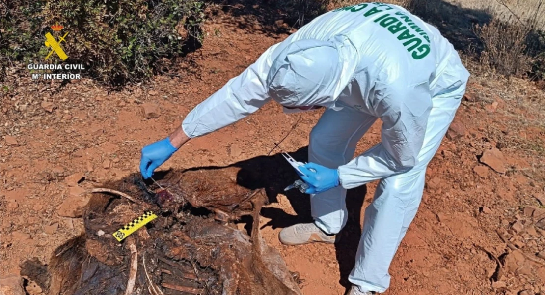 Cae el cazador furtivo que decapitó a un venado de gran porte en la provincia de Badajoz