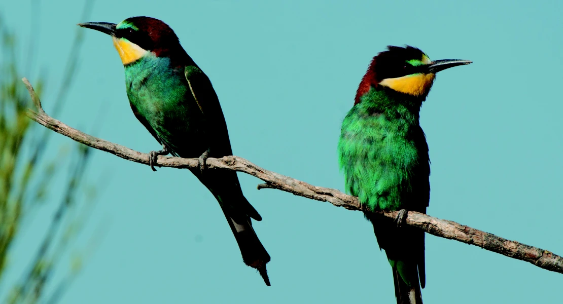 OPINIÓN: El abejaruco y la abeja melífera