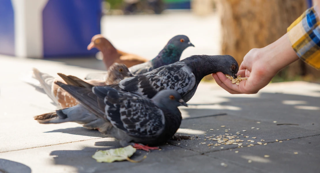 Piden la suspensión de la captura y el sacrificio de aves en Mérida