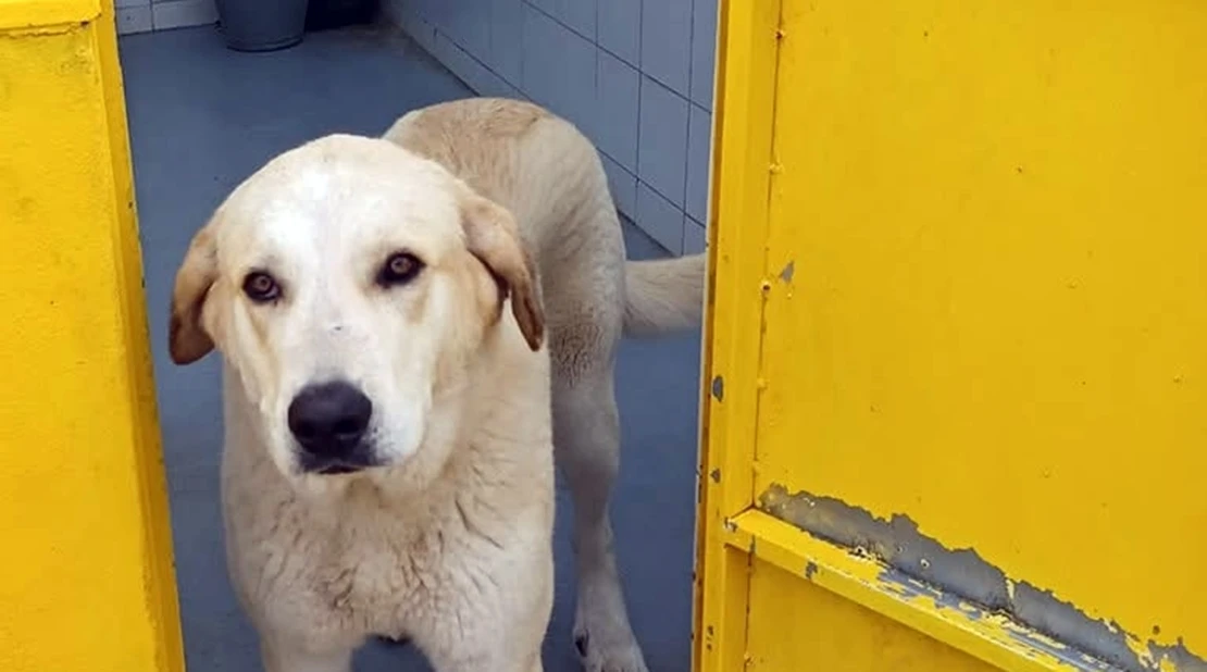 Badajoz destina 90.000 € a una depuradora para el Centro de Protección Animal