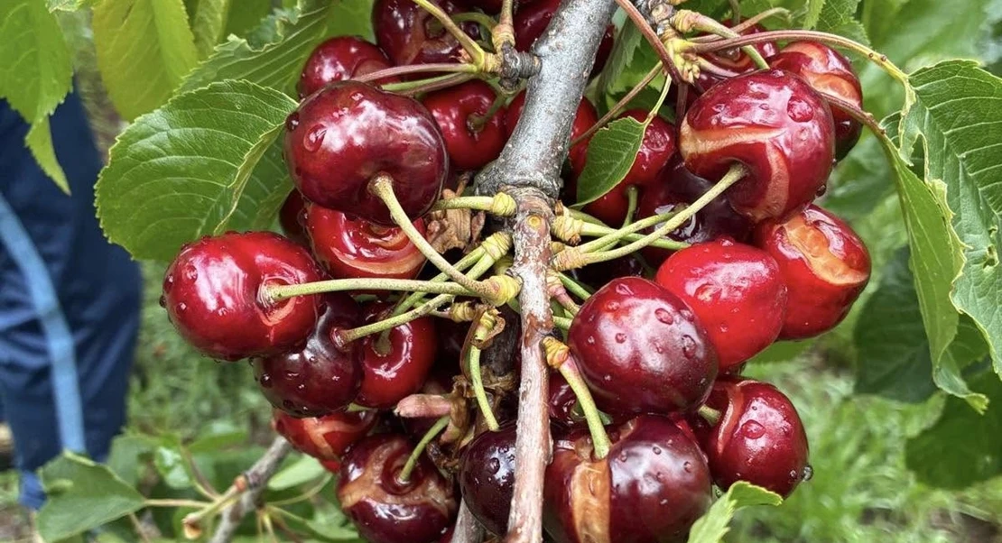 UPA-UCE califica de “parche” las ayudas extraordinarias para el campo extremeño