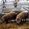 Zafra vuelve a ser el epicentro del sector ganadero: conoce todos los detalles de su feria