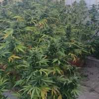 Varios detenidos por cultivar marihuana en una vivienda de la provincia de Cáceres