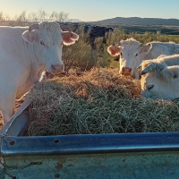 La Junta aclara que el  positivo de brucelosis en Alburquerque no es un nuevo foco
