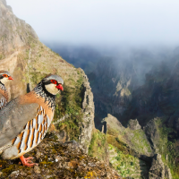 FIO convoca una nueva edición de su concurso internacional de fotografía de aves