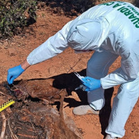 Cae el cazador furtivo que decapitó a un venado de gran porte en la provincia de Badajoz