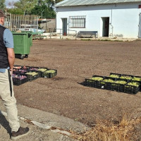 Ocho investigados por robar fruta en fincas de Badajoz y venderla de forma clandestina