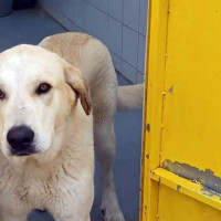 Badajoz destina 90.000 € a una depuradora para el Centro de Protección Animal