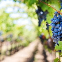 Reclaman una subida justa del precio de la uva para los viticultores