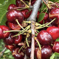 UPA-UCE califica de “parche” las ayudas extraordinarias para el campo extremeño