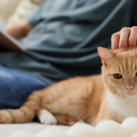 Alertan del riesgo mortal de medicamentos contra la alopecia para las mascotas