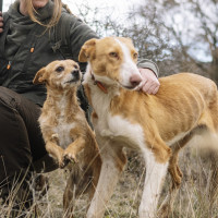 Piden incluir a los perros de caza en la Ley de Bienestar Animal tras morir 29 perros