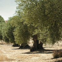 El PSOE de Extremadura pide a la Junta ayudas directas para el olivar tradicional de montaña