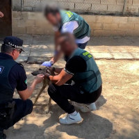 La Guardia Civil recupera ocho galgos de competición que habían sido robados y maltratados