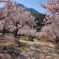 El Valle del Jerte busca cartel para el Cerezo en Flor 2027: puedes ganar 800 €